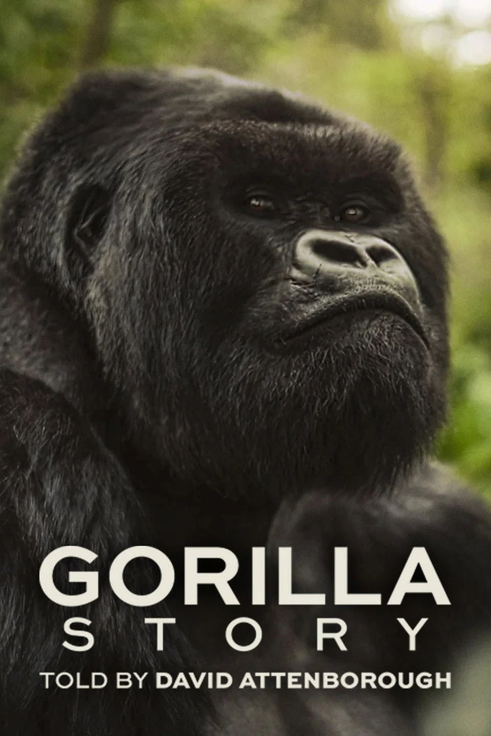 Câu Chuyện Khỉ Đột: Qua Lời Kể Của David Attenborough - A Gorilla Story: Told By David Attenborough