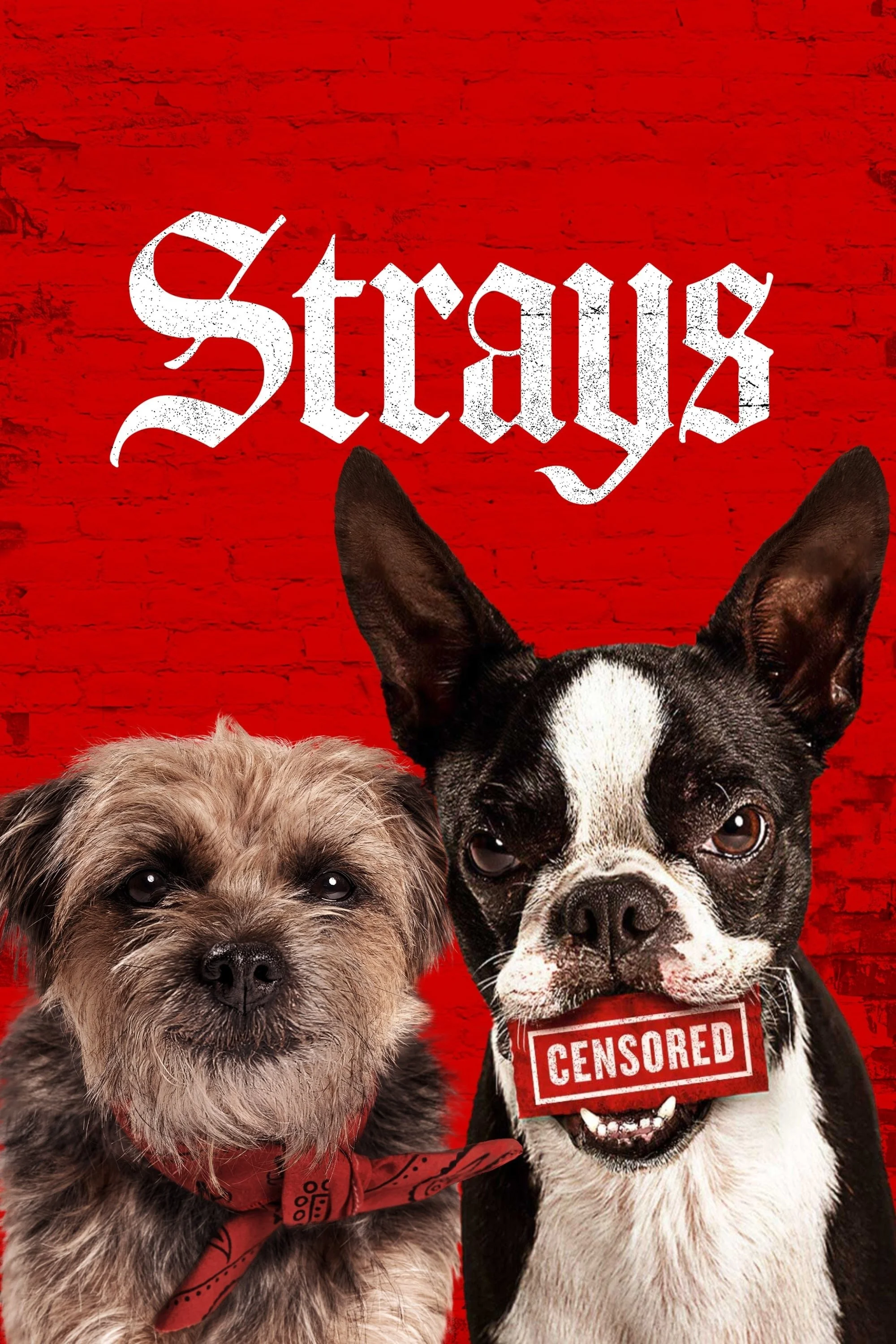 Đời Quá Chó (Những Chú Chó Bụi Đời) - Strays